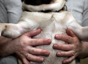 Psí žaludeční zvuky:co znamenají a kdy vyhledat veterinární péči 
