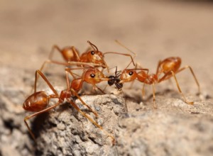 Mravenčí kousnutí na psech:Rozpoznání příznaků a bezpečná léčba 