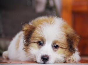 Když váš pes vyvrhne krev:Příčiny, diagnostika a okamžitá veterinární péče 