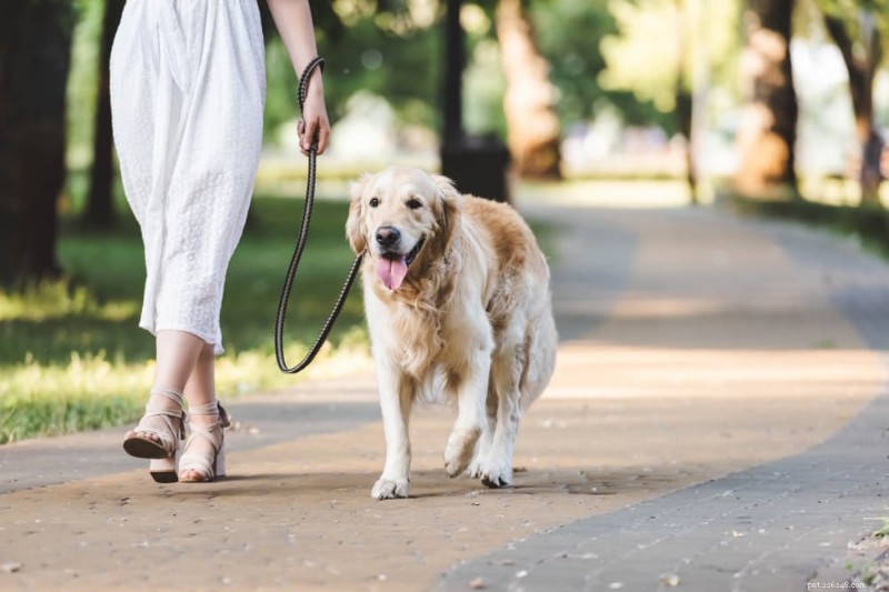 Prévenir les brûlures des surfaces chaudes des pattes de votre chien :conseils d experts 