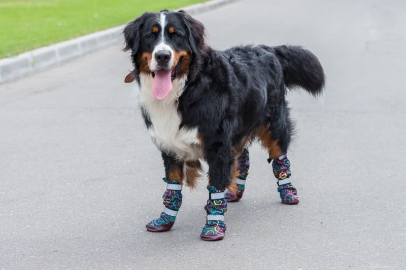 Prévenir les brûlures des surfaces chaudes des pattes de votre chien :conseils d experts 