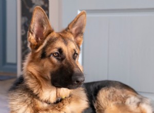 Průvodce barvami psího ušního vosku:Co každý odstín prozrazuje o zdraví uší vašeho mazlíčka 