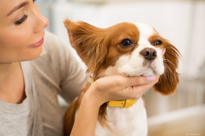 Guia de cores da cera para orelha de cachorro:o que cada tonalidade revela sobre a saúde da orelha do seu animal de estimação 