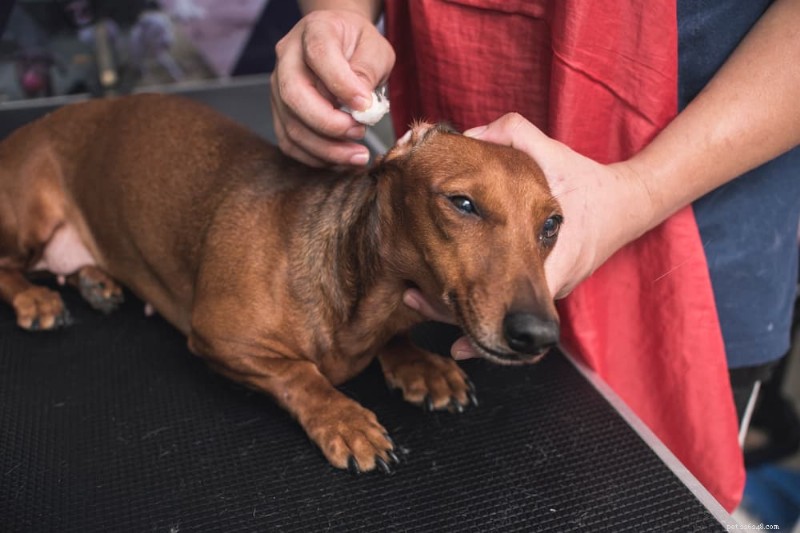 Guia de cores da cera para orelha de cachorro:o que cada tonalidade revela sobre a saúde da orelha do seu animal de estimação 