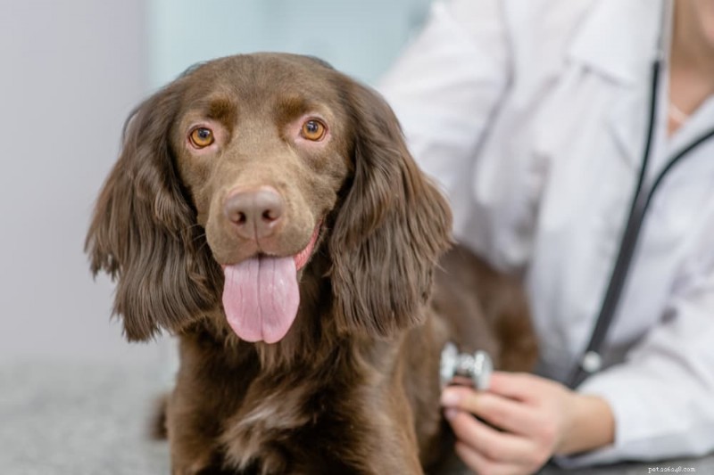 Guia de cores da cera para orelha de cachorro:o que cada tonalidade revela sobre a saúde da orelha do seu animal de estimação 