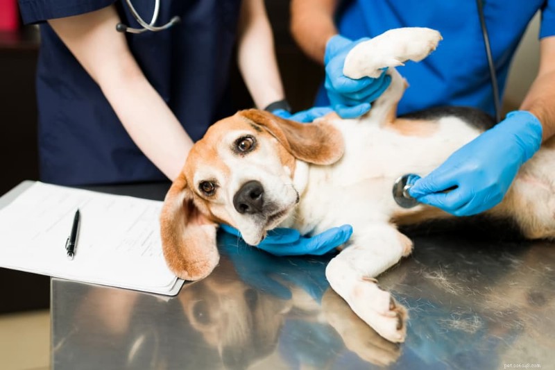 Espuma branca com vômito em cachorro:causas, sintomas e tratamento veterinário 