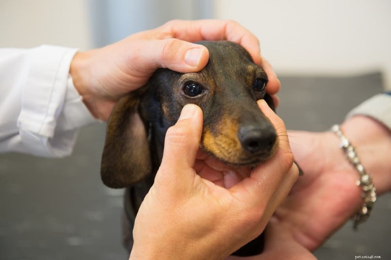 Chiqueiro de olho de cachorro:sintomas, diagnóstico e opções de tratamento eficazes 