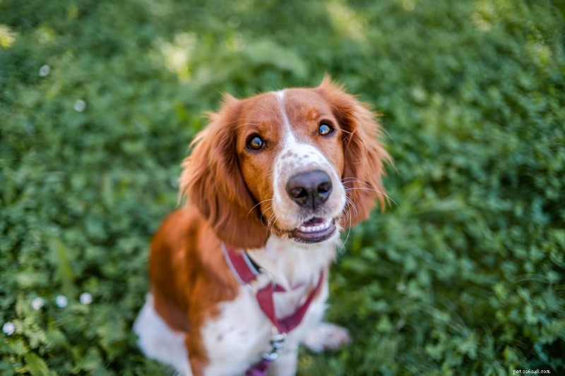 Chiqueiro de olho de cachorro:sintomas, diagnóstico e opções de tratamento eficazes 
