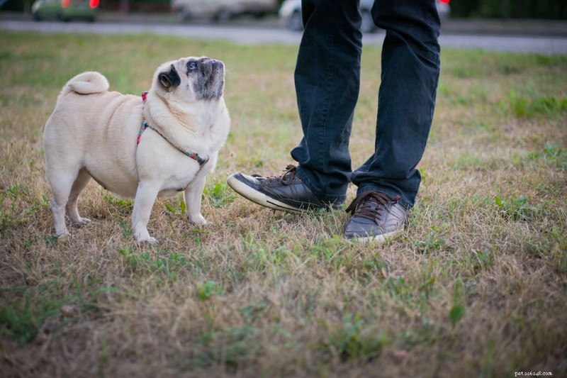 Black Dog Poop begrijpen:oorzaken, risico s en wanneer moet u diergeneeskundige zorg zoeken 