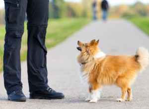 Pochopení hovínka černého psa:Příčiny, rizika a kdy vyhledat veterinární péči 