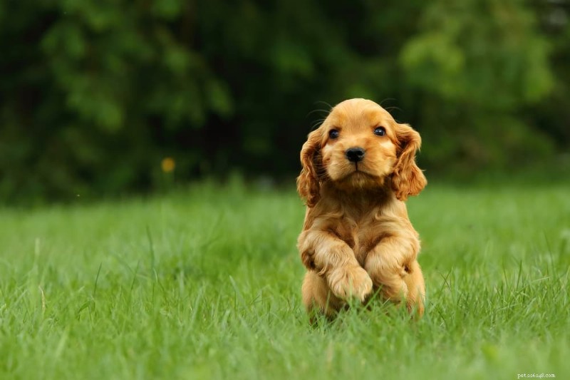 Black Dog Poop begrijpen:oorzaken, risico s en wanneer moet u diergeneeskundige zorg zoeken 