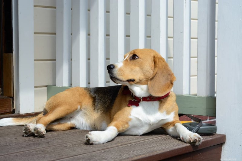 犬の空焚き：胃拡張捻転（GDV）の認識、診断、治療 