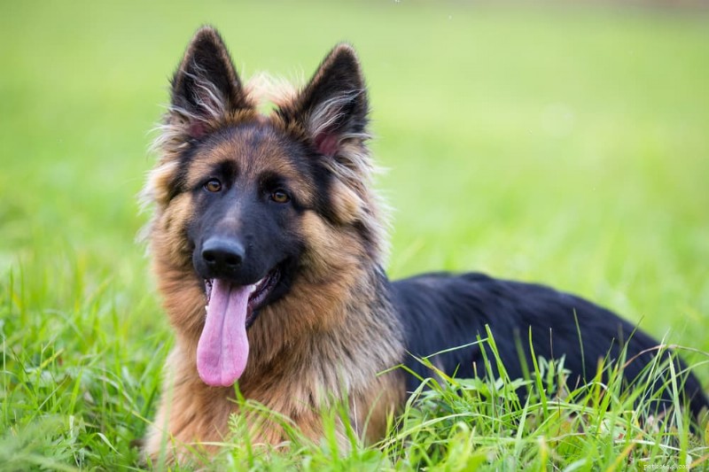 緑色の犬のうんち：原因、症状、獣医師の診察を受ける時期 