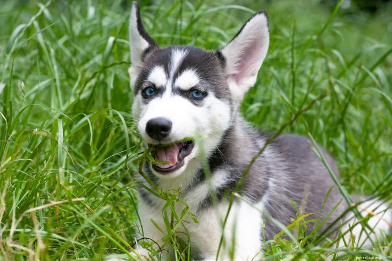 緑色の犬のうんち：原因、症状、獣医師の診察を受ける時期 
