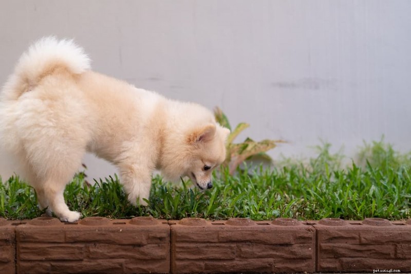 緑色の犬のうんち：原因、症状、獣医師の診察を受ける時期 