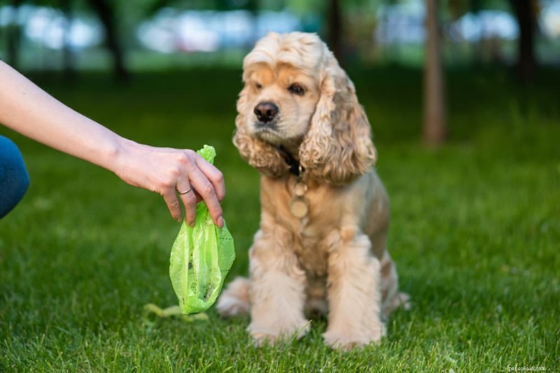 緑色の犬のうんち：原因、症状、獣医師の診察を受ける時期 