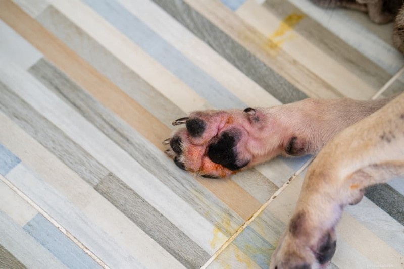犬のかさぶたについて解説：種類、原因、効果的な治療法 