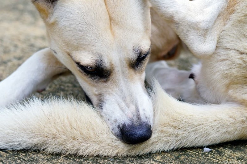 犬のかさぶたについて解説：種類、原因、効果的な治療法 