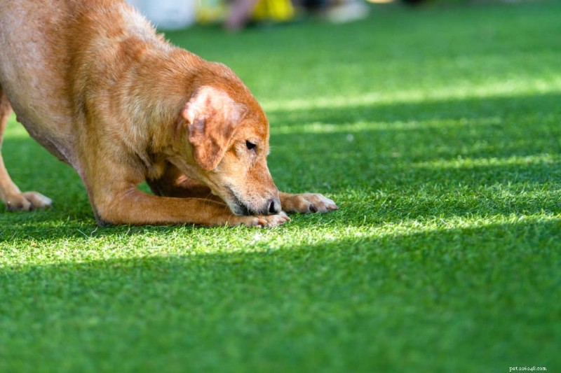 犬のかさぶたについて解説：種類、原因、効果的な治療法 