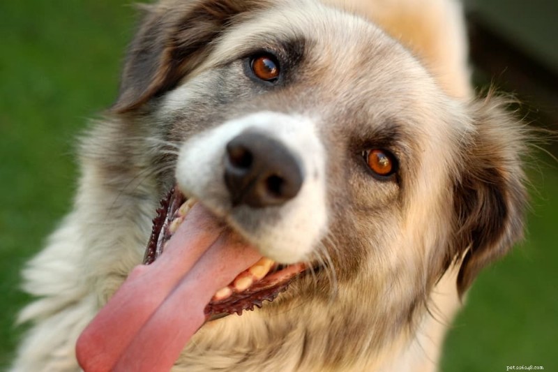 犬のかさぶたについて解説：種類、原因、効果的な治療法 