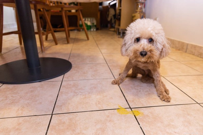 犬の黄色い嘔吐：原因、症状、専門家の治療アドバイス 
