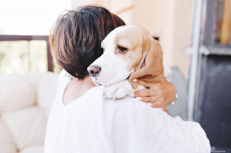 犬の黄色い嘔吐：原因、症状、専門家の治療アドバイス 