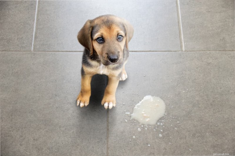 犬の嘔吐物のカラーガイド:より良い健康管理のためにすべての色合いを解釈する 