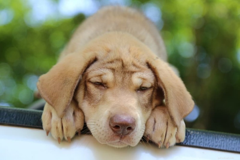犬の嘔吐物のカラーガイド:より良い健康管理のためにすべての色合いを解釈する 