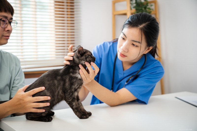Acari Demodex nei gatti:cause, sintomi, diagnosi e trattamento 