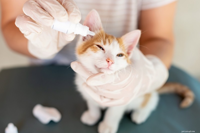 Colírio para gatos:tipos, usos e opções recomendadas pelo veterinário 