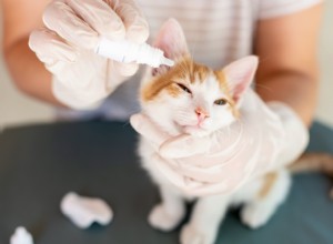 Oční kapky pro kočky:typy, použití a možnosti doporučené veterinářem 
