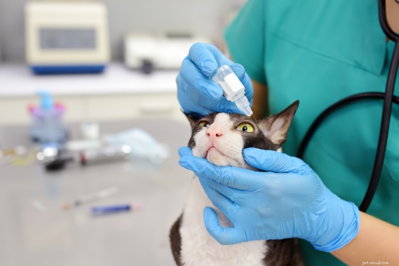 Colírio para gatos:tipos, usos e opções recomendadas pelo veterinário 