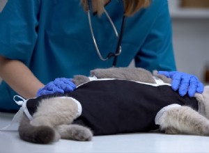 Cat Spay &Neuter:Komplexní průvodce cenami, postupy a pooperační péčí 