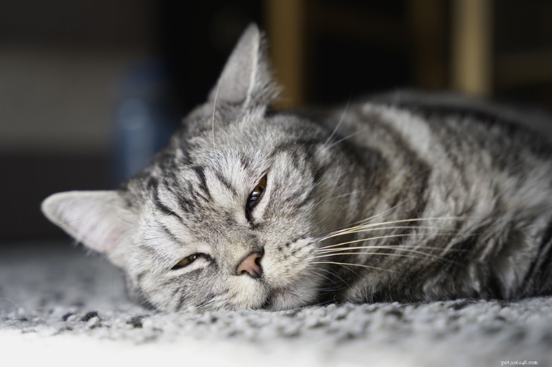 10 belangrijke tekenen van een geblokkeerd galkanaal bij katten:ontdek de symptomen vroeg 
