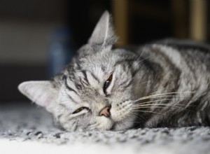 10 klíčových příznaků zablokovaného žlučovodu u koček:Všimněte si symptomů včas 