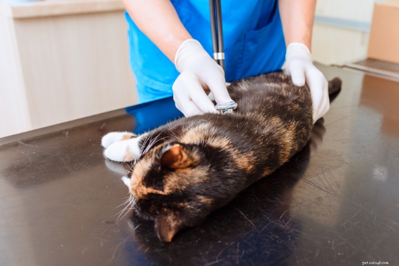 10 belangrijke tekenen van een geblokkeerd galkanaal bij katten:ontdek de symptomen vroeg 