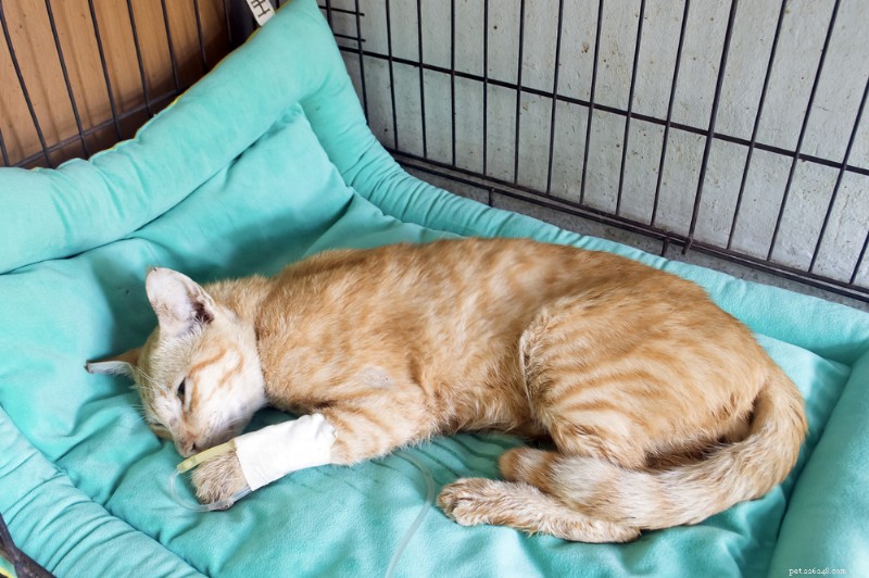 10 belangrijke tekenen van een geblokkeerd galkanaal bij katten:ontdek de symptomen vroeg 