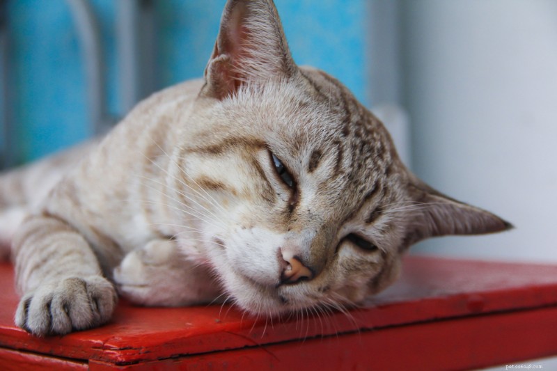 Rozpoznání horečky u koček:Příznaky, kontrola teploty a kdy vyhledat veterinární péči 