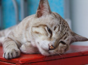 Rozpoznání horečky u koček:Příznaky, kontrola teploty a kdy vyhledat veterinární péči 