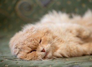猫の無気力を理解する：原因、症状、専門家によるケアのヒント 