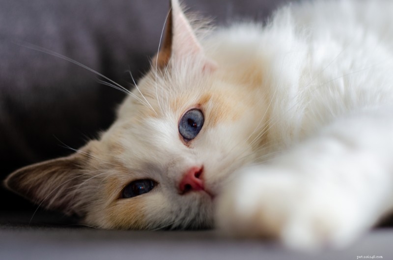 猫の無気力を理解する：原因、症状、専門家によるケアのヒント 