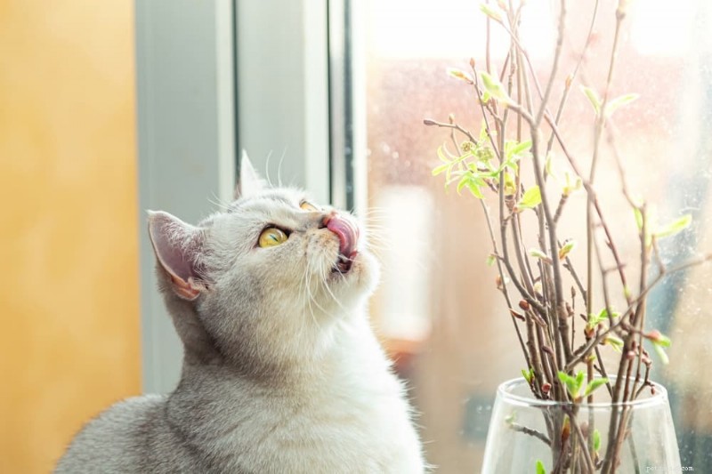 猫が緑色の液体を吐いたときの対処法 