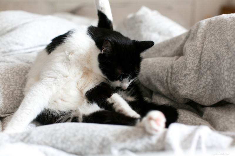 Comprendere le ghiandole anali del gatto:segni, cause e cura 