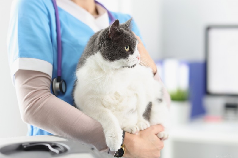 Comprendere le ghiandole anali del gatto:segni, cause e cura 