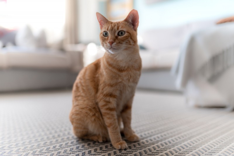 Comprendere le ghiandole anali del gatto:segni, cause e cura 