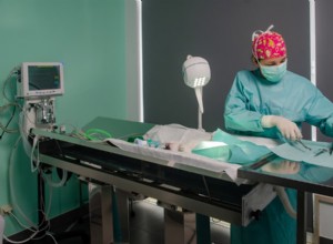 Střevní blokáda u koček:Příznaky, diagnostika a léčba 