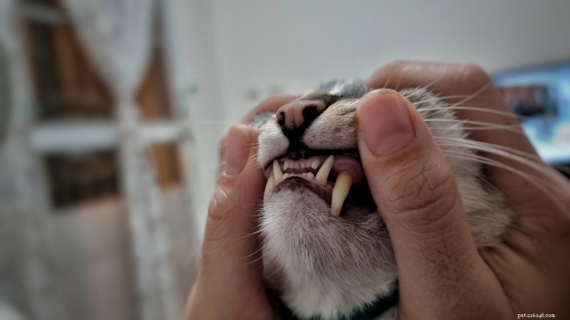 Как выглядят здоровые кошачьи десны:руководство ветеринара 