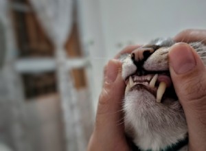 Jak vypadají zdravé kočičí dásně:Průvodce veterinářem 
