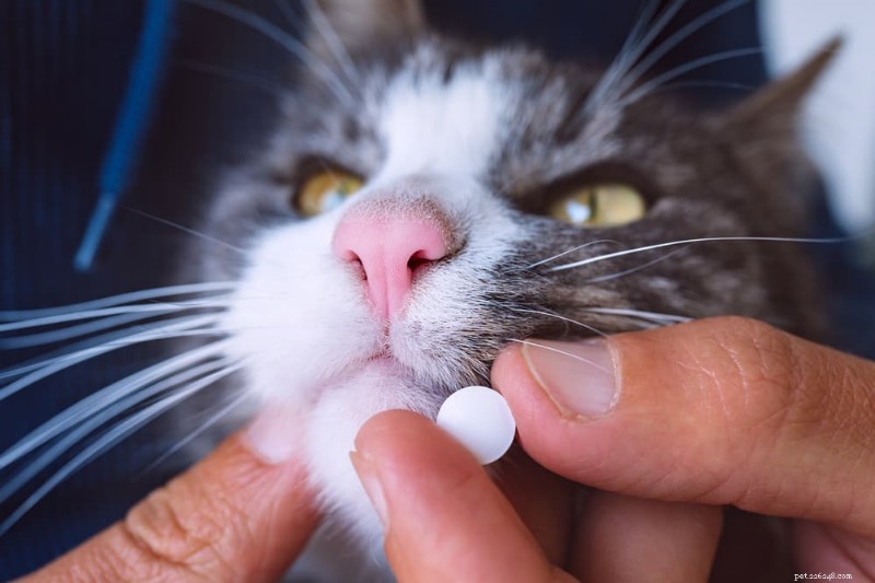 Come misurare la pressione sanguigna del tuo gatto:intervalli normali, cause e gestione 