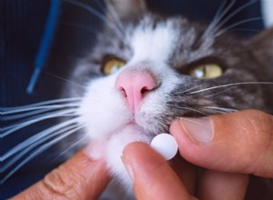 Jak měřit krevní tlak vaší kočky:Normální rozsahy, příčiny a léčba 